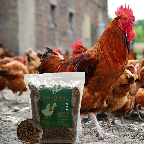 It’s time to start feeding insects to pigs and poultry