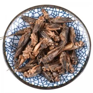 Dried crickets provide delicious and nutritious food for your pet