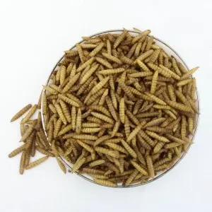 Protein rich animal feed, dry black soldier fly