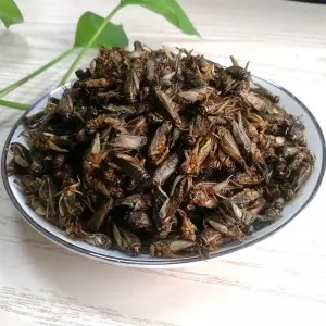 2024 High quality Cricket, Dried Cricket, Cricket Powders From Factory Animal Food, Pet Food
