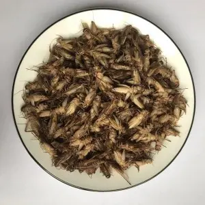2024 High quality Cricket, Dried Cricket, Cricket Powders From Factory Animal Food, Pet Food