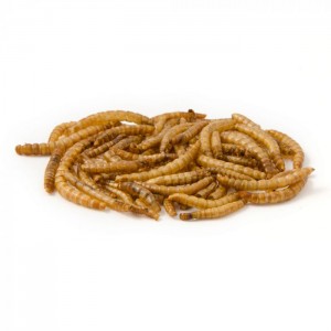 Hot sale Factory Edible Mealworms Microwave Dried Mealworm