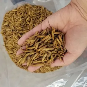 Dried Black Soldier Fly Larvae (BSFL)