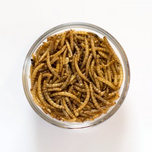 100% All Natural Meal Worms for Your Pets’ Well-being
