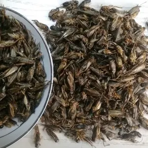 Crispy and nutritious dried crickets