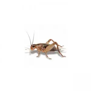 Dried crickets provide delicious and nutritious food for your pet