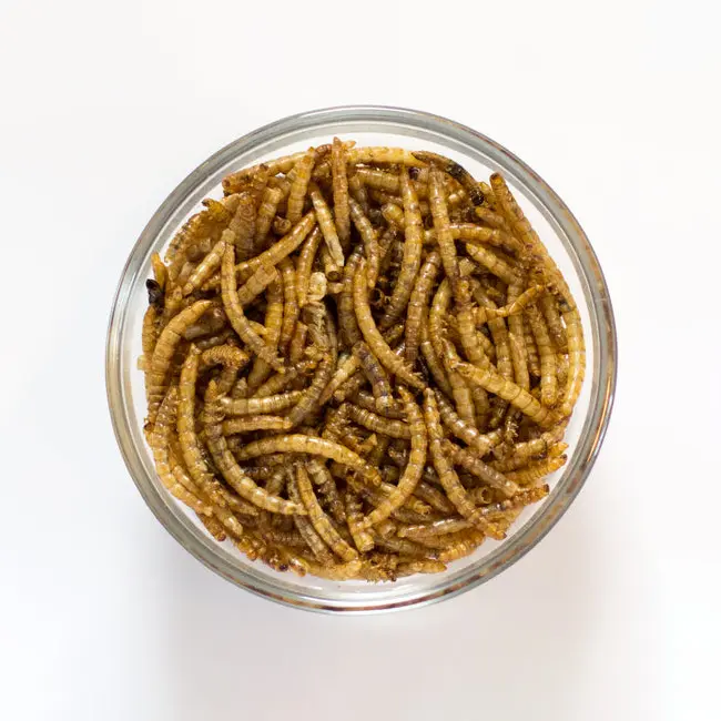 100% All Natural Meal Worms for Your Pets’ Well-being Featured Image