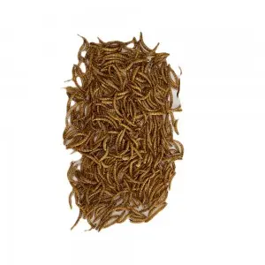 Essential Tips for Raising and Caring for Your Mealworms