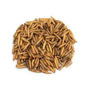 Dried Black Soldier Fly Larvae