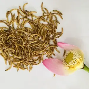 Bulk purchase of economically efficient and sustainable dried yellow mealworms