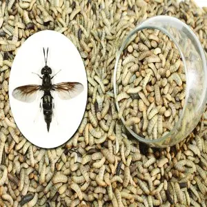Dried Black Soldier Fly Larvae (BSFL)