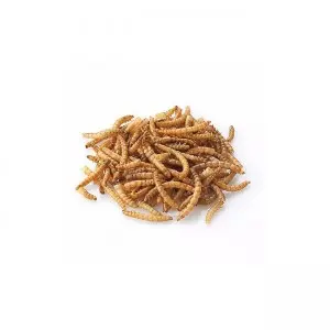 Dry yellow mealworms are healthy and nutritious