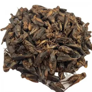 Dried crickets provide delicious and nutritious food for your pet
