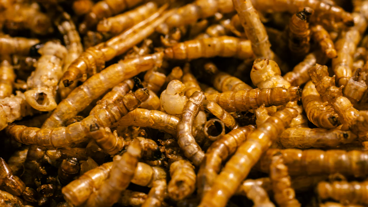 Nutritional Benefits of Mealworms Dried