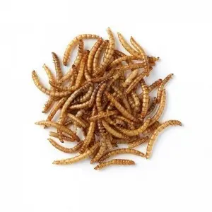 Manufacturer of High Protein Dried Mealworm in Bulk for Wild Bird 10 Kg