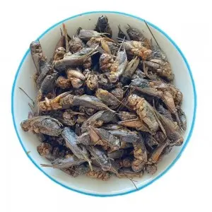 Discover the Health Benefits of Our Crunchy Dried Crickets