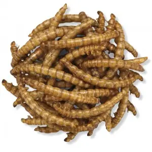 Manufacturer of High Protein Dried Mealworm in Bulk for Wild Bird 10 Kg
