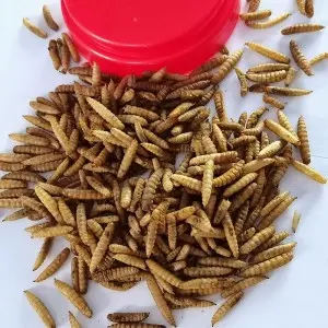 Dpat Dried Black Soldier Fly Larvae