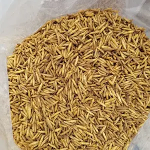 Dpat Dried Black Soldier Fly Larvae